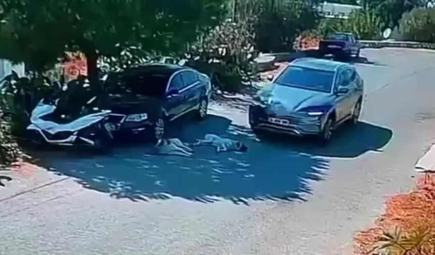 Bodrum’da iki köpeğin üzerinden geçti, durmadan uzaklaştı