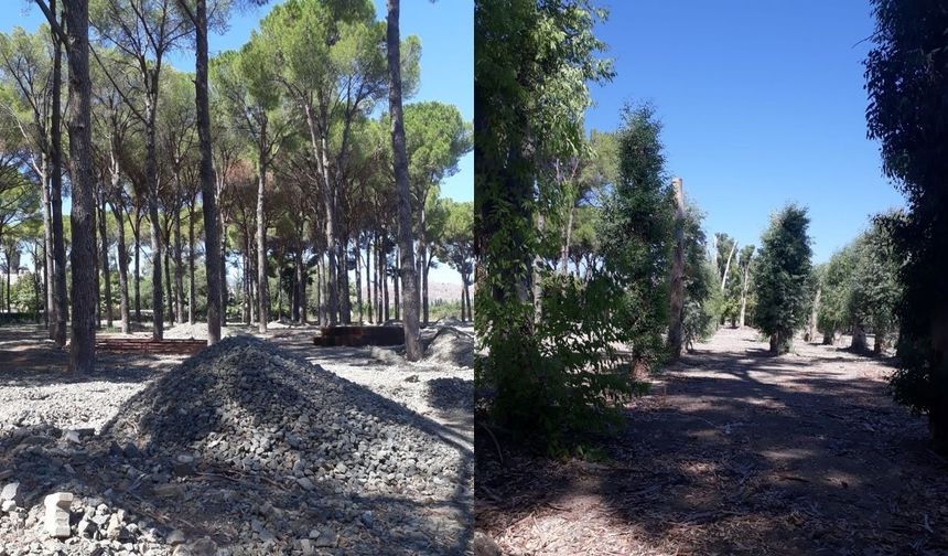 Dalaman’da sığla, çam ve okaliptüslerin arasına beton döküldü