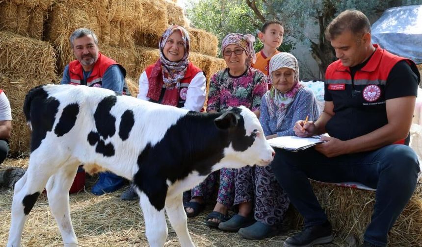 Buzağı doğduğunda bu numarayı arayın