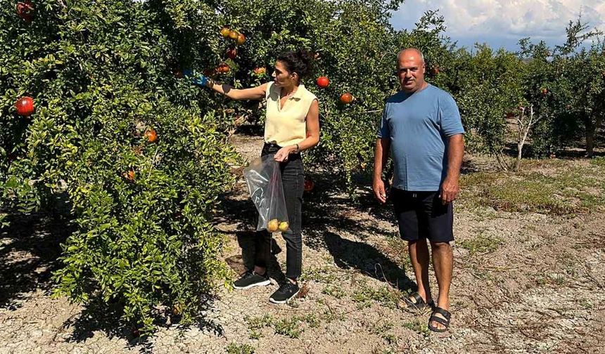Ortaca’da nar ve limonda hasat öncesi pestisit denetimi