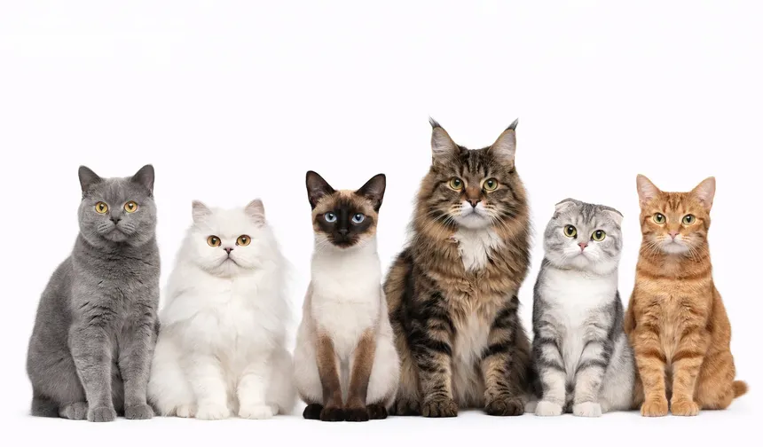 “Veterinerden kedi sahiplerine uyarı: Bu gıdalara dikkat!”
