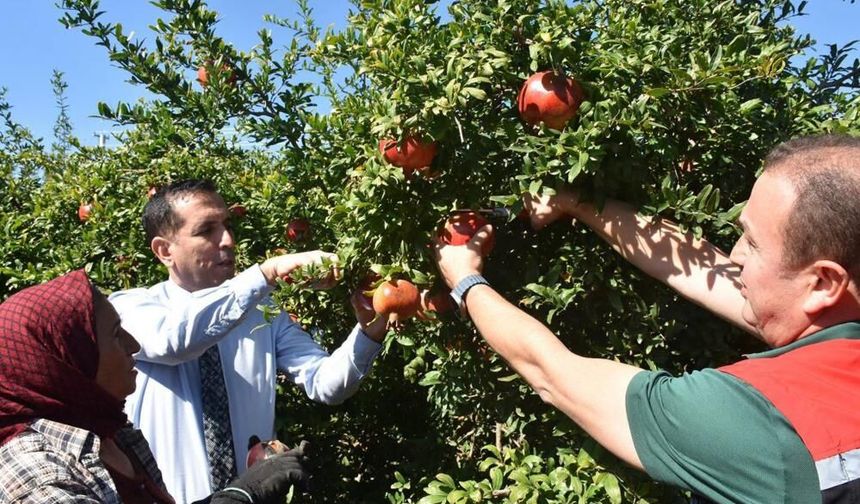 Ortaca’da nar hasadı başladı: Dalyan’da üreticiler bahçede