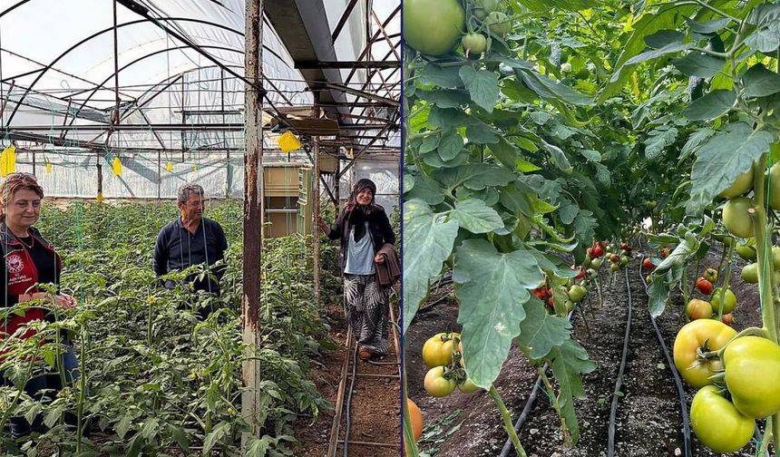 Dalaman’da seralarda hastalık ve zararlı takibi
