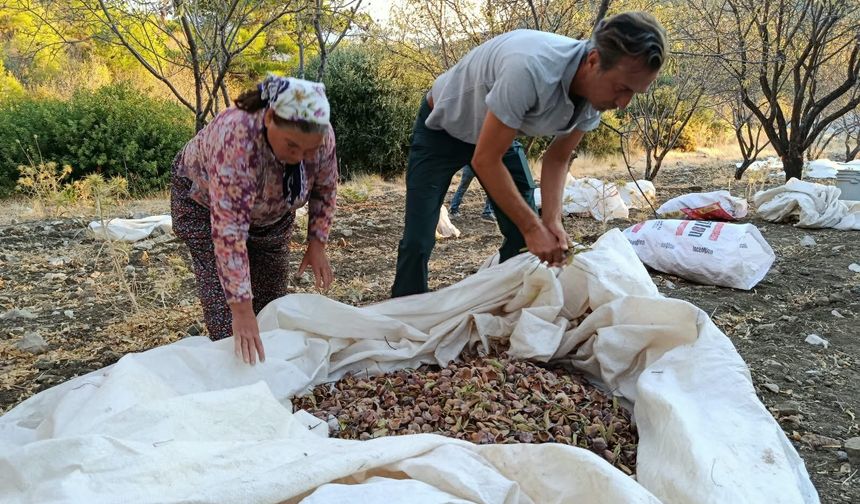 Şubatta gelinlik giydi, şimdi hasat zamanı: Datça bademi