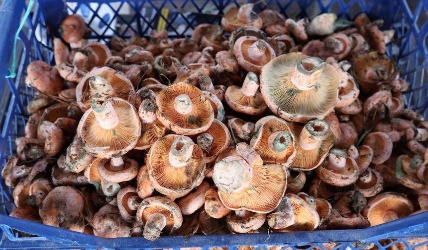 Menteşe’de çıntar sezonu başladı: Kilosu 500 TL