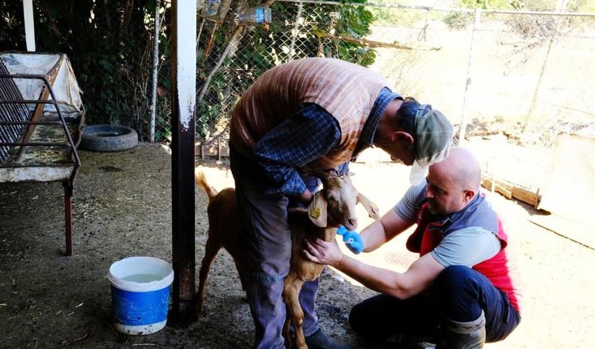 Muğla’da küçükbaş hayvanlardan kan örnekleri alındı