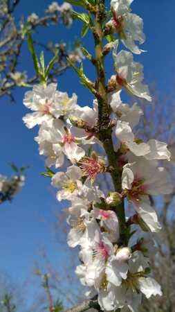 <p>Ayrıca, Datça bademi, tatlılar, yemekler ve pastalar gibi çeşitli yiyeceklerde de kullanılıyor, böylece bölgenin damak tadını zenginleştiriyor. Datça'nın özel lezzeti olan bu badem çeşidi, yerel tarımın ve kültürün önemli bir parçasını oluşturuyor ve Datça'nın gastronomik mirasına katkı sağlıyor.</p>