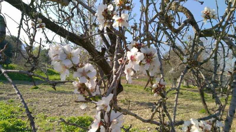 <p>Datça'nın eşsiz iklim ve toprak koşullarında yetiştirilen özel bir badem çeşidi olan "Datça bademi", bölgenin lezzet haritasına damgasını vuruyor. Datça'nın sıcak ve nemli yazları ile ılıman ve yağışlı kışları, badem ağaçlarının sağlıklı bir şekilde büyümesini sağlayarak bu özel badem çeşidinin karakteristik tatlarını oluşturuyor.</p>