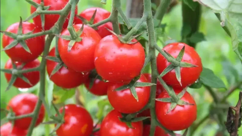 <p>En güçlü antioksidan bileşenlerinden biri olan likopen domateste yüksek oranda bulunur. Diyetle alınan yüksek likopen içeri kalp damar hastalıklarından korunmada oldukça etkilidir. Pişen domatesin likopen içeriğinin fazla olduğunu bu sebeple az bir yağla domatesin pişirilip yenmesinin daha faydalı olduğunu belirtmekte fayda var.</p>