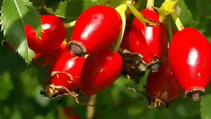 <p>Halk ilacı olarak da bildiğimiz adının hakkını veren kuşburnu, kış aylarının vazgeçilmezi portakal ve mandalinaya fark atıyor. Güçlü C vitamini etkisi sayesinde soğuk algınlığı başta olmak üzere pek çok hastalığa karşı bağışıklık sistemini güçlendirmekte. Bunun yanı sıra eklem ağrılarını hafifleştirir, damar tıkanıklığı, inflamasyon ve diyabet gibi birçok hastalıktan koruyucudur.</p>