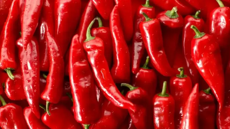 <p>C vitamini kaynağı olarak toplumumuzda başlıca limon, portakal gibi turunçgiller bilinse de kırmızı biber turunçgillere oranla yüksek C vitamini içeriğine sahiptir. Metabolizmanın canlılık kazanması için kırmızı biberi günlük beslenmemize bolca eklemekte fayda var</p>