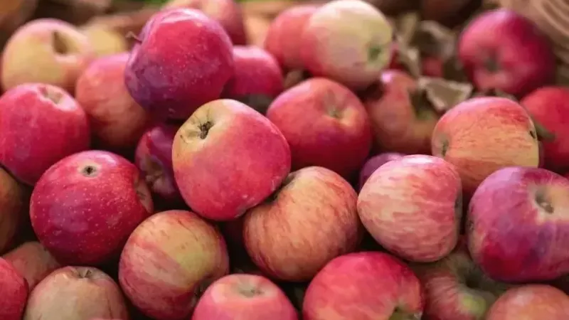 <p>Kan şekeri dengesinin sağlanmasından kan kolestrolü üzerinde olumlu etkisi bulunan kırmızı elma bu listenin en başlıca besinlerinden. Bu etkilerinin yanı sıra kabuklu tüketildiğinde bağırsakların kolaylıkla çalışmasını sağlar, gastritten kaynaklanan mide yanmalarını giderir.</p>