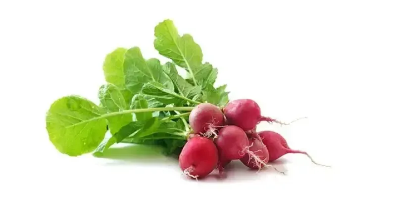 <p>Kış aylarının vazgeçilmez sebzelerinden olan kırmızı turp bağışıklık sistemini güçlendirmesi sebebiyle güçlü bir antioksidandır. Ayrıca kırmızı turp idrar yolları enfeksiyonundan korunmada ve kabızlığın giderilmesinde etkili bir sebzedir.</p>