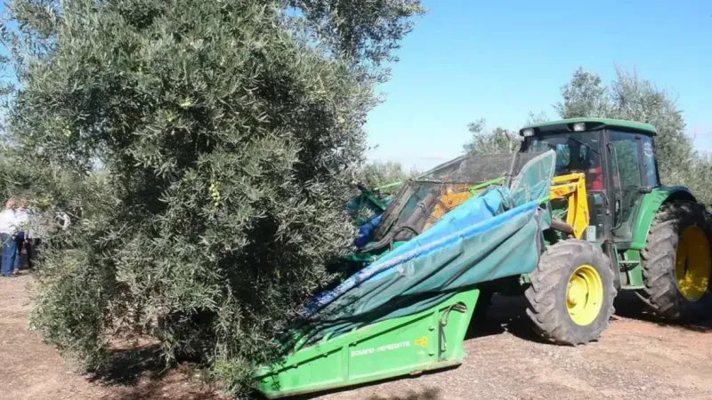 <p>Zeytin hasadında karşılaşılan en büyük zorluklardan biri, iş gücü maliyetlerinin her geçen yıl artmasıdır. El işçiliği gerektiren geleneksel yöntemler, özellikle kış aylarına denk gelen hasat döneminde daha zorlu hale gelir. Bu nedenle makinelerle yapılan hasat, giderek daha yaygın hale gelmektedir. Ancak, makineleşme süreci, verimlilik sağlasa da geleneksel yöntemlerin sağladığı kaliteyi her zaman garanti etmez.</p>