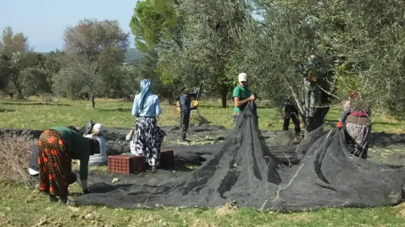 <p>Zeytinlerin yere dökülmesi, olgunlaştıklarını ve hasat zamanlarının geldiğini gösterir. Yerden toplanan zeytinler genellikle daha düşük kaliteli olur çünkü yere düşerken zeytinler hasar görür ve bu da yağın kalitesini etkiler. Yerdeki zeytinlerin daha çok zeytinyağı üretiminde kullanılması yaygındır, ancak bu durumda zeytinin kalitesi, toplanan zeytinin tazeliği ve zarar görüp görmemesiyle doğrudan ilişkilidir.</p>