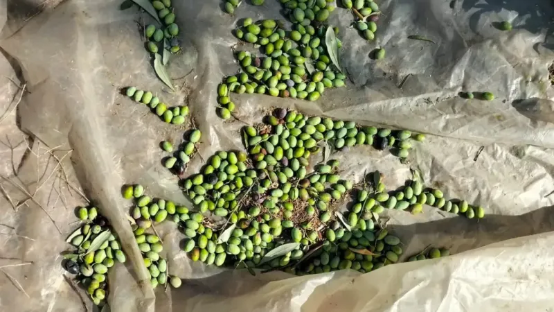 <p>Zeytinin hasat dönemi, onun kalitesini doğrudan etkileyen en önemli aşamadır. Zeytin, çekirdeği sertleşmeye başladığı zaman yağ üretmeye başlar ve yağ oranı arttıkça, zeytinin olgunlaşması hızlanır. En yüksek yağ oranına ulaştığında, zeytin hasat edilmeye hazır hale gelir. Ancak bu süreç, bulunduğu coğrafyaya bağlı olarak farklılık gösterebilir. Genellikle ekim-kasım ayında başlayan hasat, şubat sonuna kadar devam eder. Ancak bazı bölgelerde, erken hasat için zeytinler daha önce toplanabilir. Zeytinin olgunlaşma dönemi, meyvenin rengiyle de belirginleşir. Yeşilden mora, siyaha dönen zeytin, en ideal hasat zamanının geldiğini gösterir.</p>