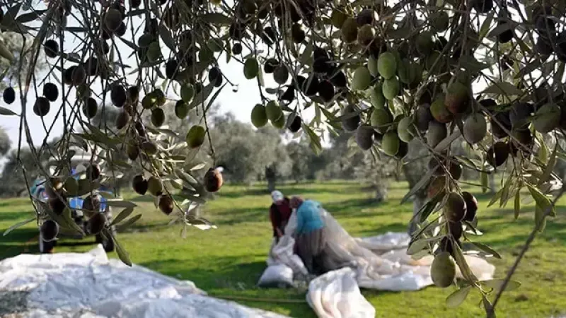 <p>Zeytin ağacının varlığı, arkeolojik bulgulara göre yaklaşık 50 bin yıl öncesine dayanır. Bu uzun yolculuk, her yıl nisan ayında ağacın uyanmasıyla başlar ve  <a href="https://www.hamlegazetesi.com.tr/haberleri/ekim" class="tag-link" title="Tüm ekim haberleri" target="_blank">ekim</a> ayında meyvelerini olgunlaştırarak dallarını eğmeye başlar. Meyvelerin yeşilden mora, sonra siyaha dönüşmesi, hasat zamanının geldiğini işaret eder. Bu doğal döngü, tarih boyunca medeniyetlerin hayatına yön veren bir sürecin parçasıdır. Bugün zeytin, sofralarımıza lezzet katmakla kalmaz, aynı zamanda birçok kültür için anlam yüklü bir sembol olmayı sürdürür.</p>