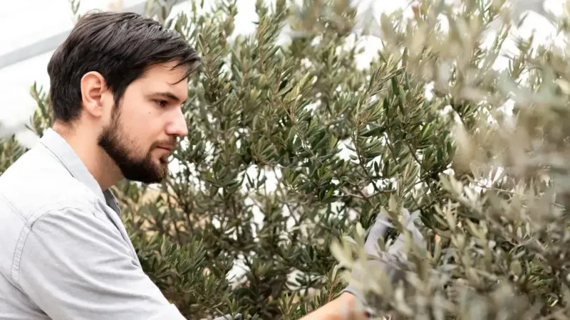 <p>Zeytin, geçmişten günümüze kadar insan hayatında pek çok farklı işleviyle varlığını sürdürmüştür. Hem doğal güzelliği hem de sağladığı lezzet ve faydalarla, bu ağacın yolculuğu her geçen yıl daha da önem kazanıyor. Hasatın doğru zamanda ve doğru yöntemlerle yapılması, kaliteli bir zeytinyağının ya da sofralık zeytinin teminatıdır. Modern teknolojilerle yapılan hasatlar, verimlilik sağlasa da geleneksel yöntemlerin sunduğu kaliteyi her zaman sunamayabilir. Ancak ne olursa olsun, zeytinin tarihi, insanlık için değerli bir miras olarak kalmaya devam edecektir.</p>