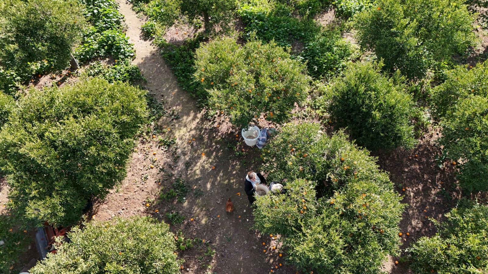 Bodrum Belediyesi Bodrum Mandalini Türkiye’nin Dört Bir Yanina Dağitiliyor (16)