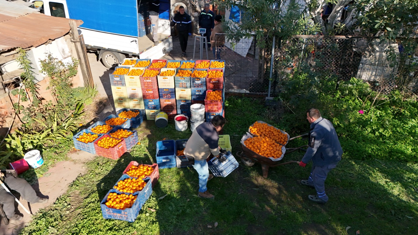 Bodrum Belediyesi Bodrum Mandalini Türkiye’nin Dört Bir Yanina Dağitiliyor (17)
