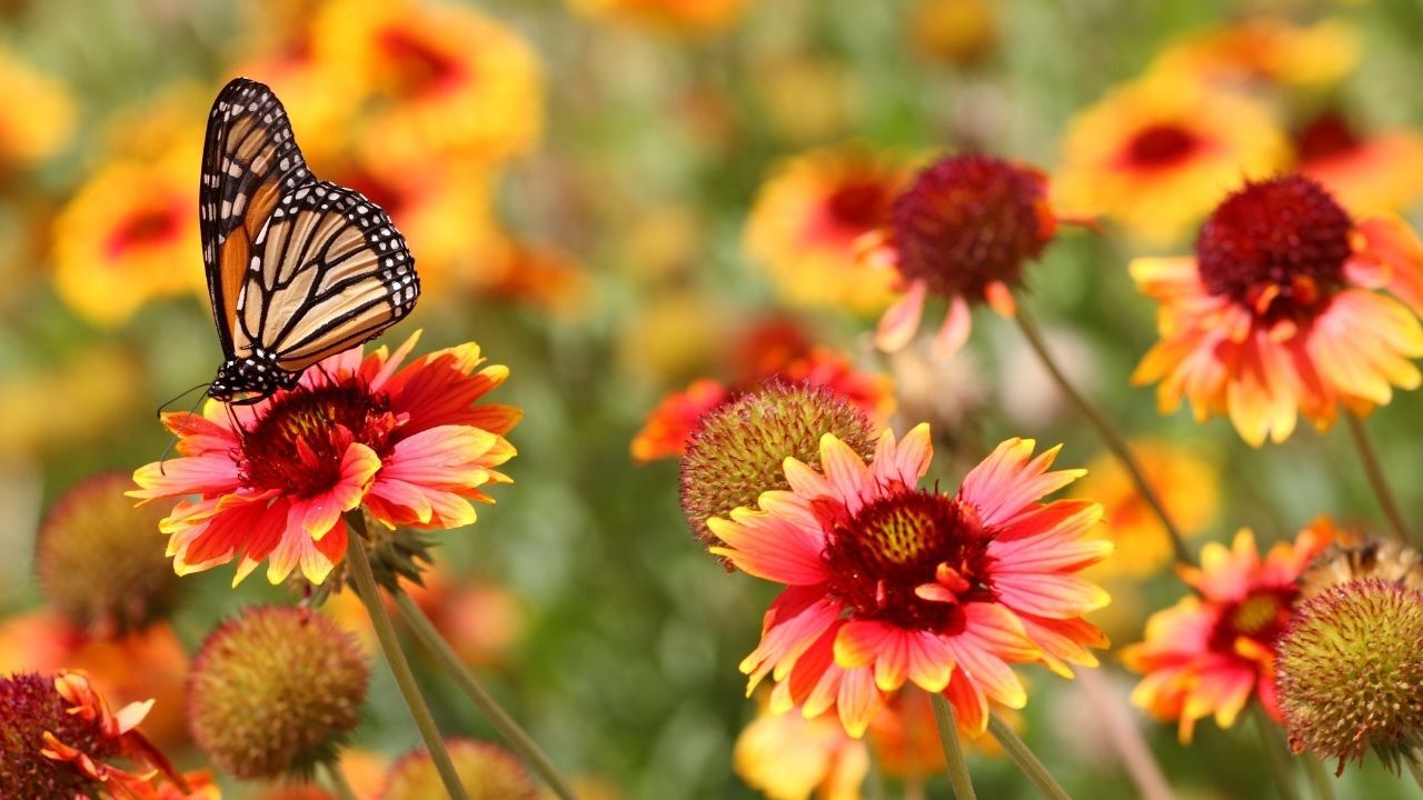 Cemre Ne Zaman Düşecek? İşte 2026 Havaya, Suya Ve Toprağa Cemre Düşme Tarihleri