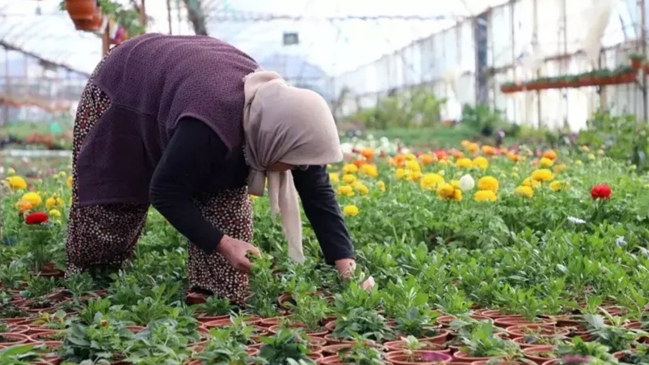 Muğla'da Hangi Tarımsal Ürünler Yetiştiriliyor?