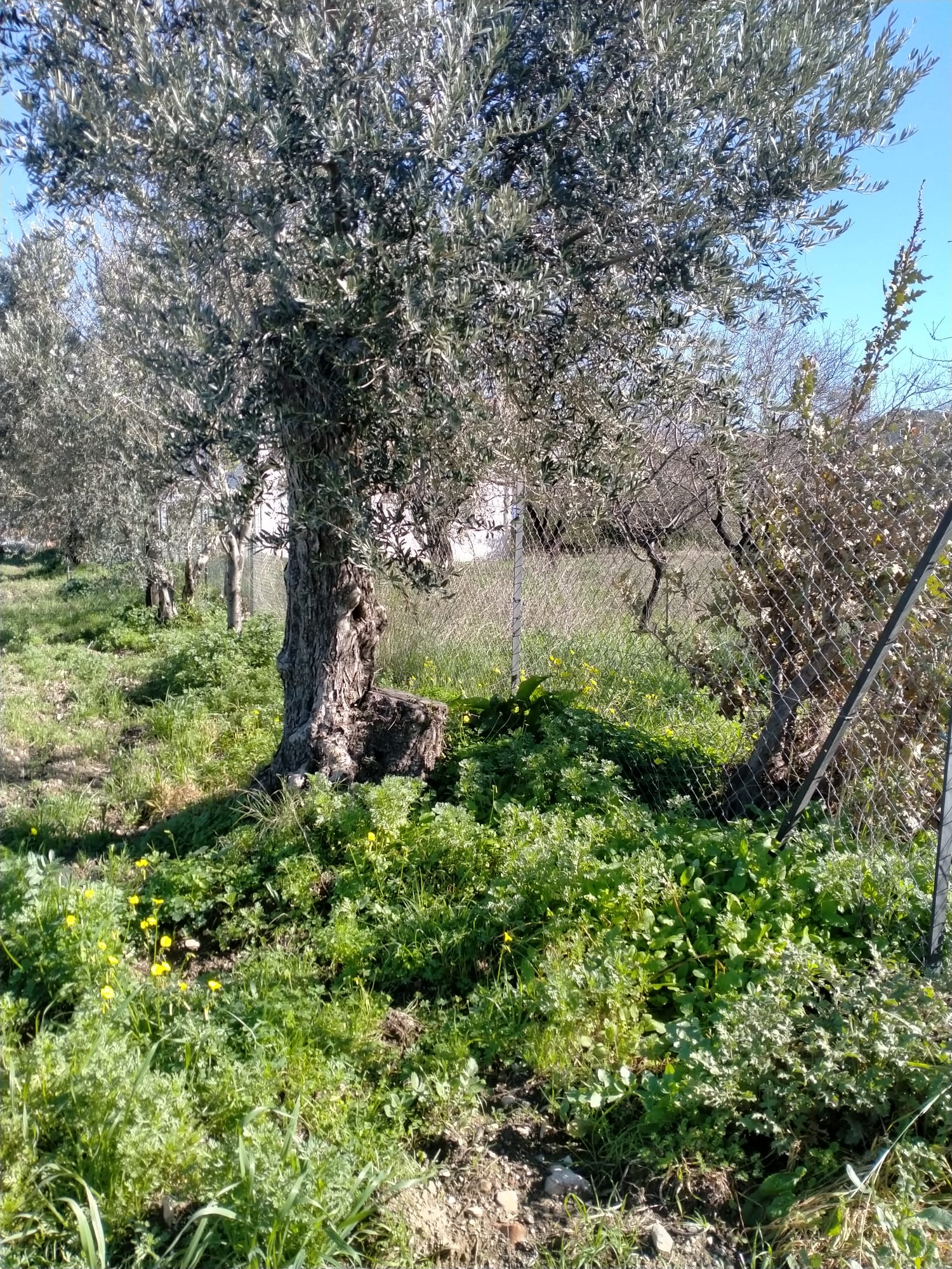 Whatsapp Image 2026 02 11 At 10.09.33-1