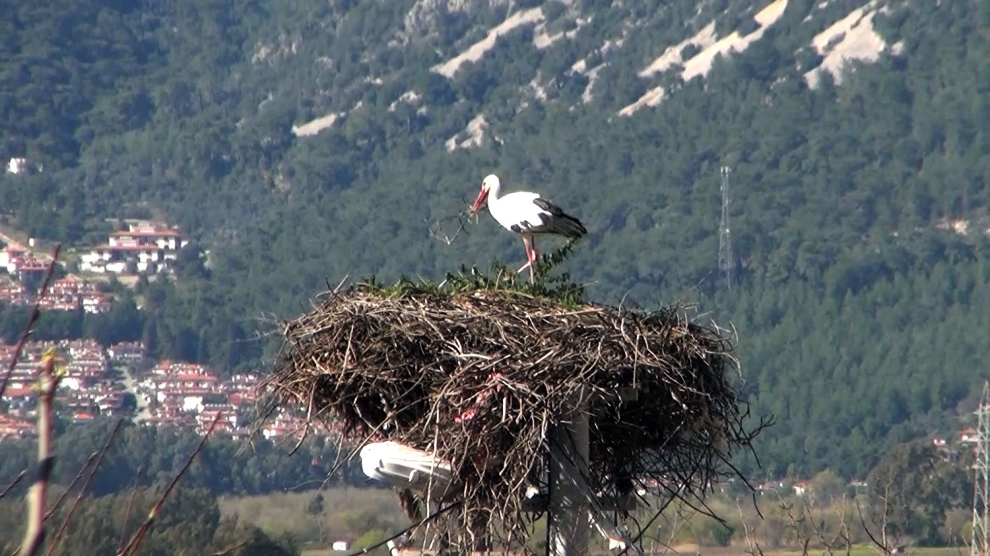 Bahar Gelmeden Leylekler Akçapınar’a Döndü (1)
