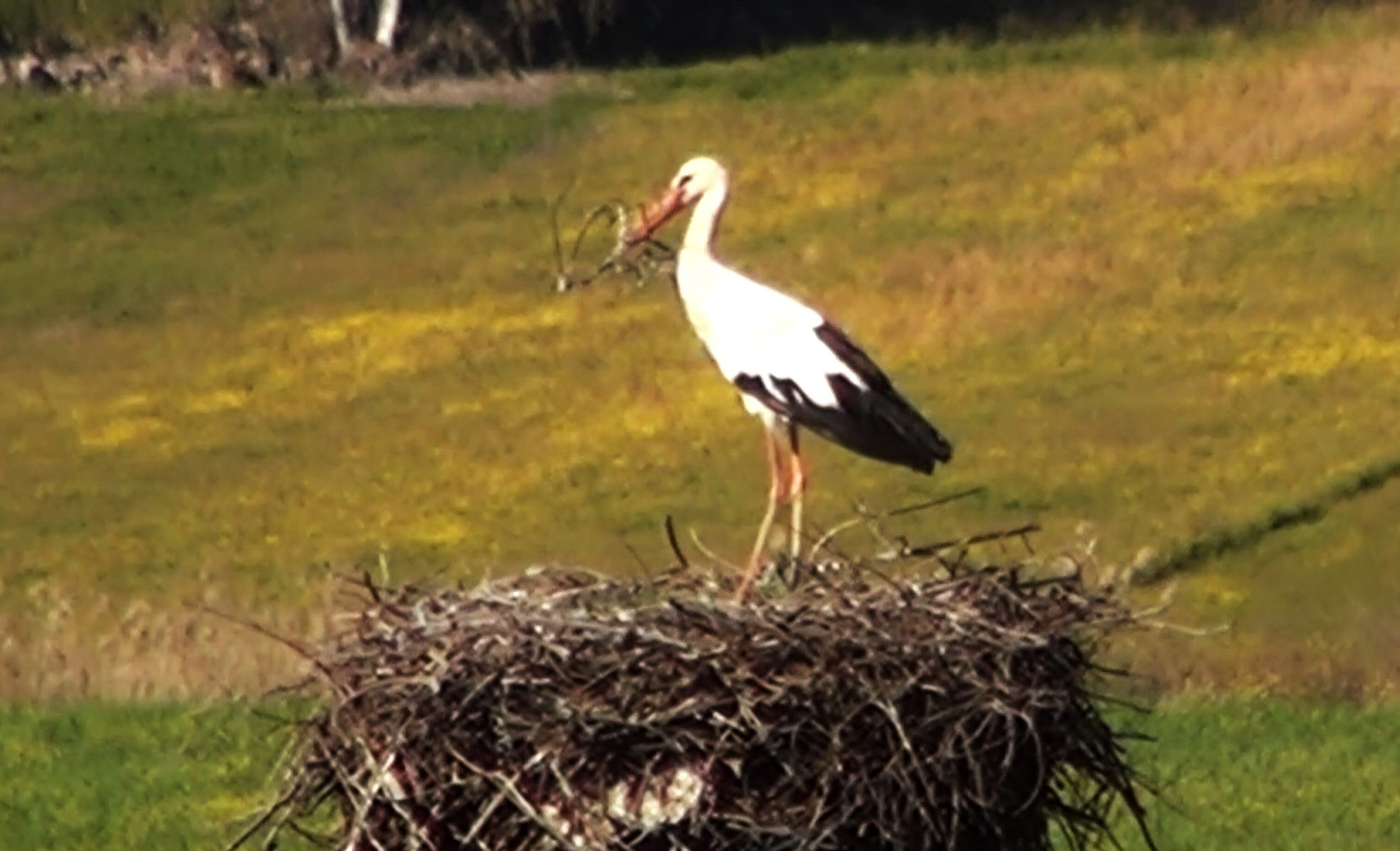 Bahar Gelmeden Leylekler Akçapınar’a Döndü (2)