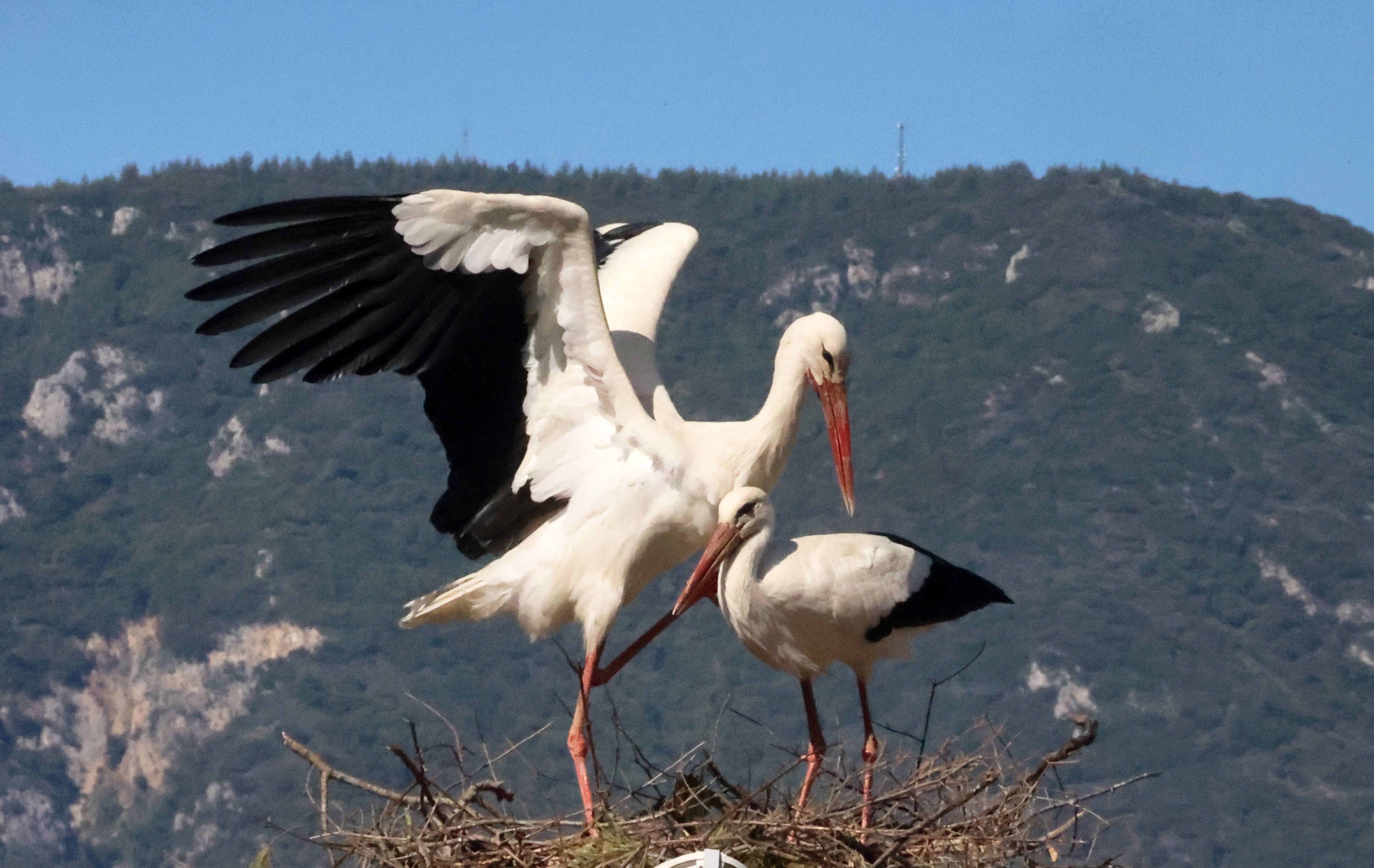 Bahar Gelmeden Leylekler Akçapınar’a Döndü (3)