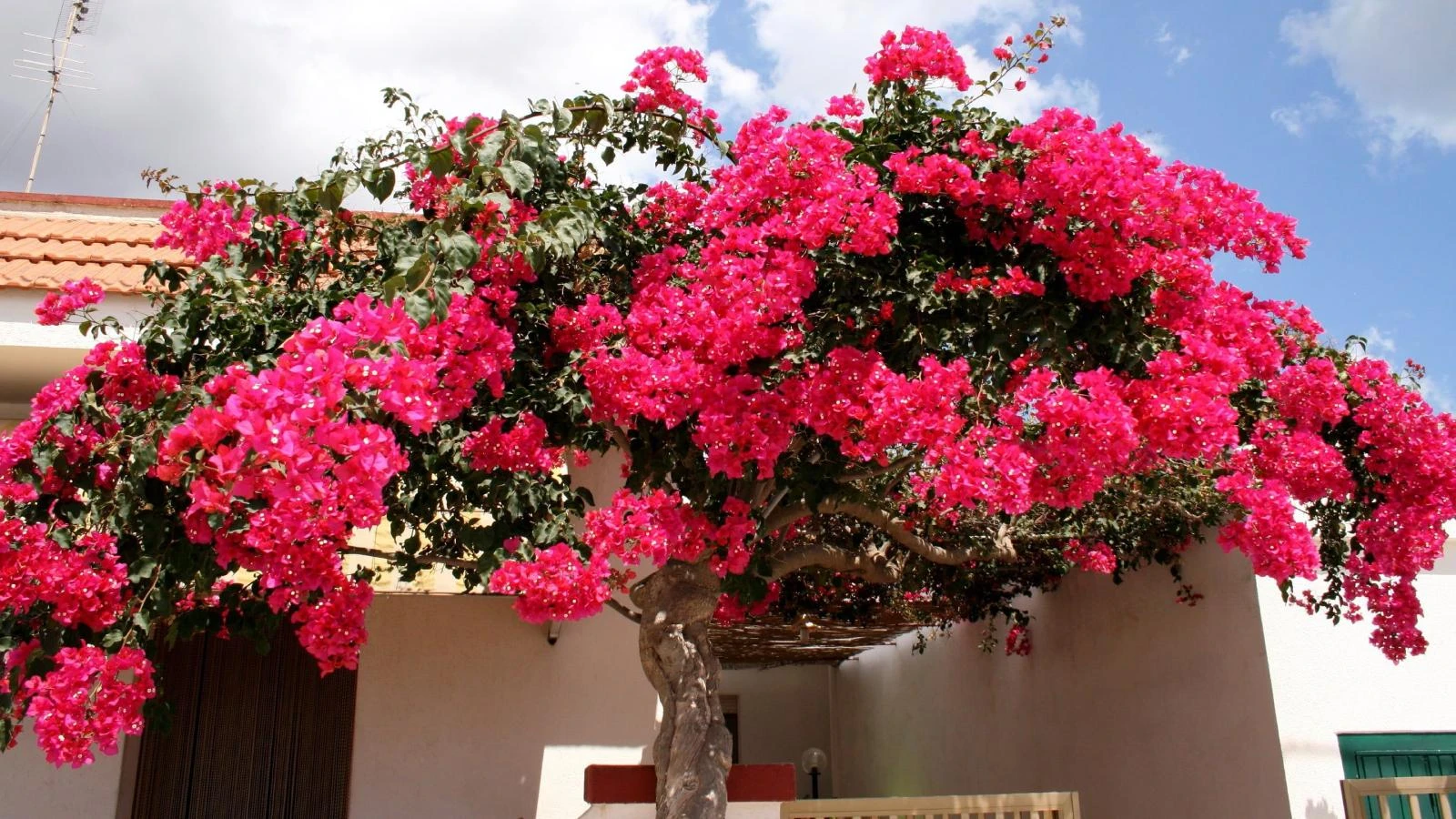 Evde Begonvil Bakimi Tuyolari Begonvili Cicek Actiran Costuran Yontemler