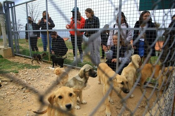 Dalaman Belediyesinden Hayvan Barınağı Yapımı İhalesi