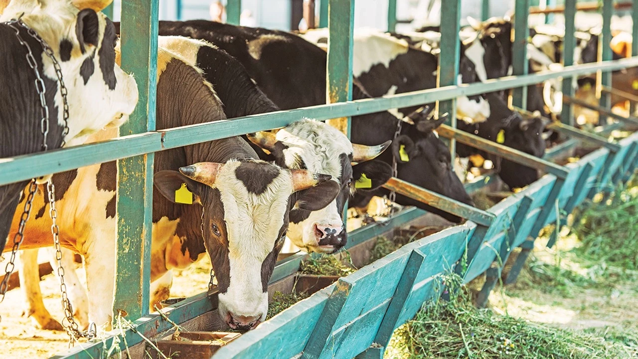 Hayvancilik Wnyl Cover