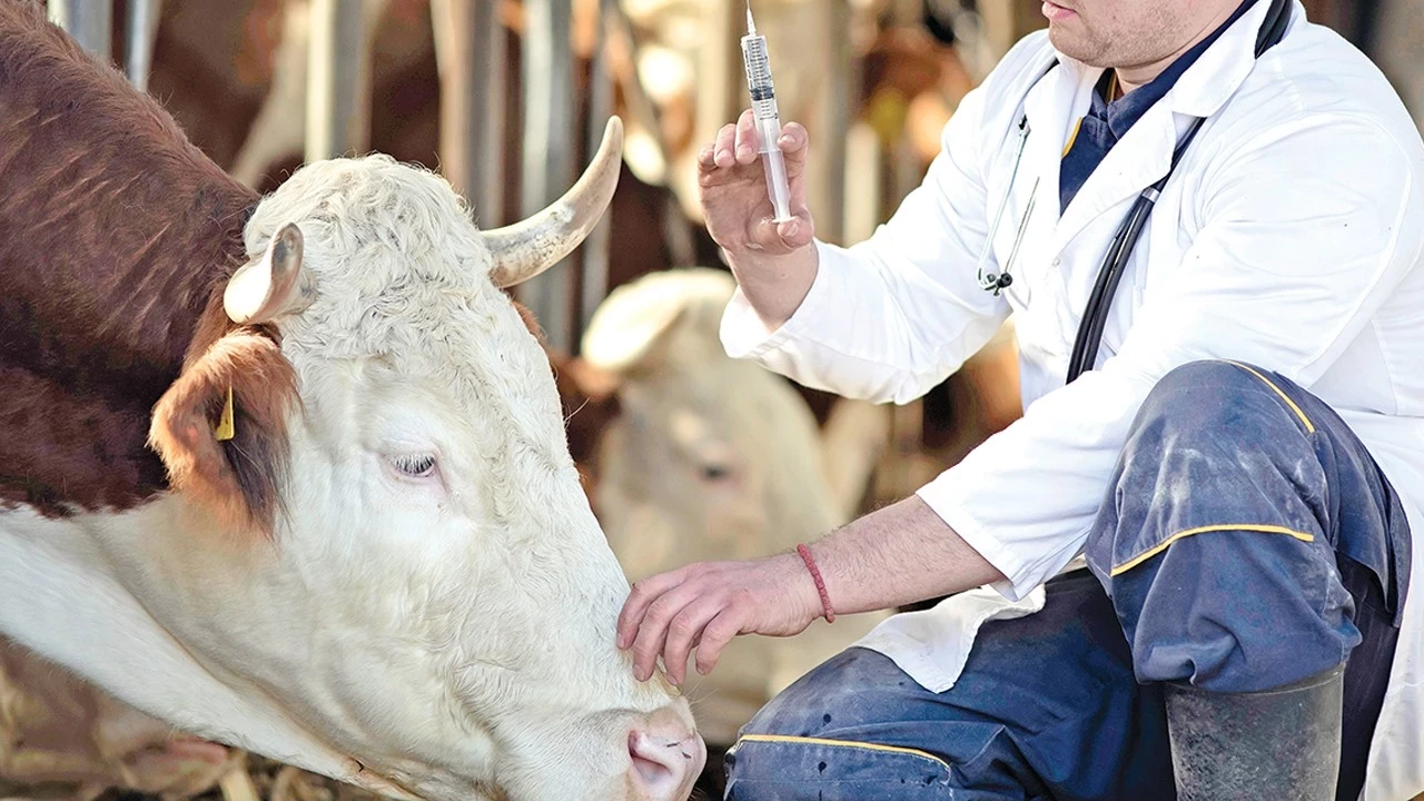 Inek Sap Hayvancilik Yroh Cover