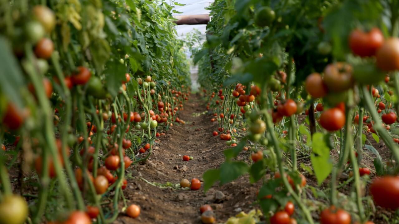 Mugla Domates Tarim Aa 2184786