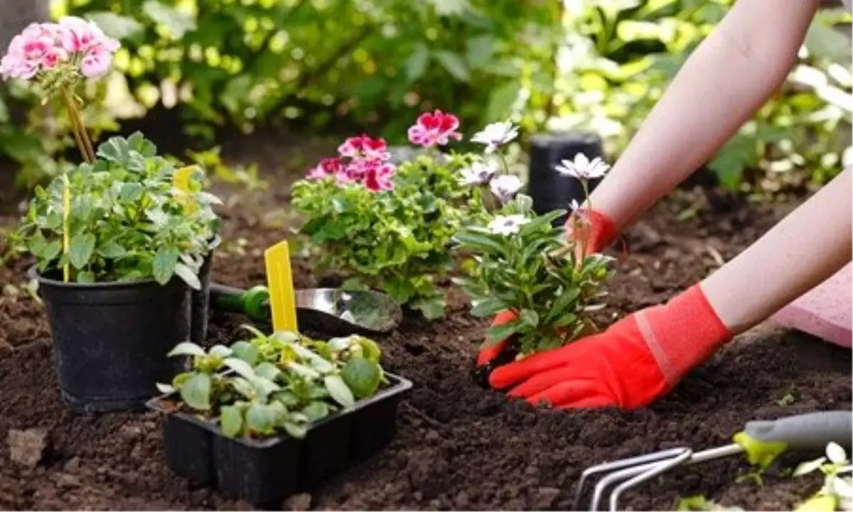 Ruyada Cicek Dikmek Ve Cicek Gormek Ne Anlama 12177285 7305 Amp