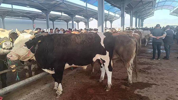 Hayvancılık için dev yatırım yolda! 784 milyon liralık üretim üssü kuruluyor