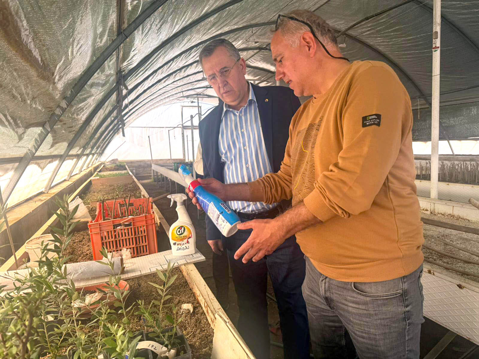 Fethiye Zeytinyağı Için Coğrafi Işaret Başvurusu Yapıldı (1)