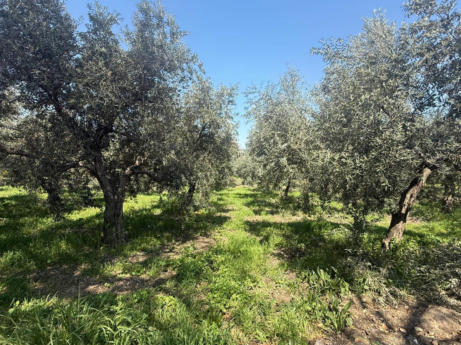 Fethiye Zeytinyağı Için Coğrafi Işaret Başvurusu Yapıldı (3)