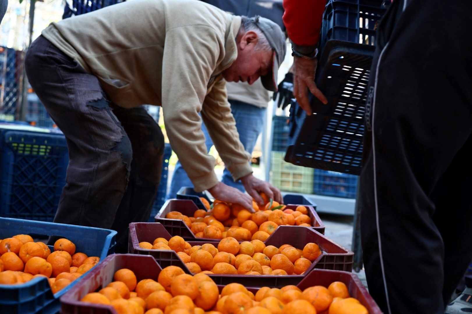 Bodrum Belediyesi Mandalin Üreticisine 5 Milyon Kazanç (1)
