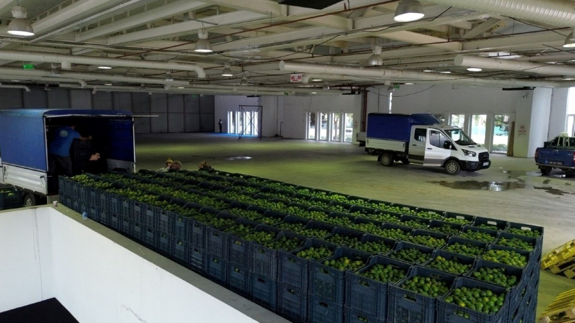 Bodrum Belediyesi Mandalin Üreticisine 5 Milyon Kazanç (6)