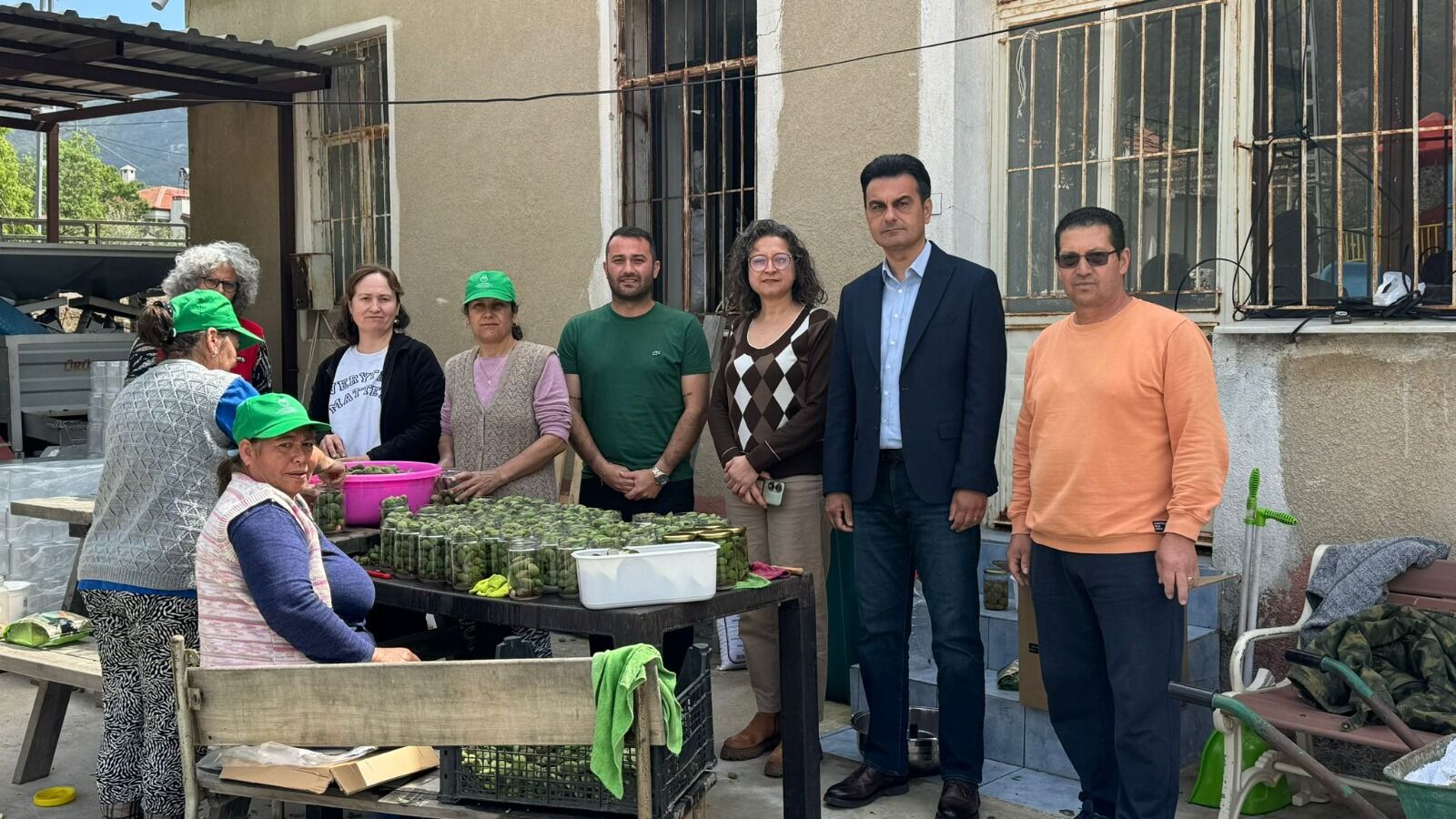 Datça’da Çağla Hasadı Bitti, Turşu Üretimi Başladı