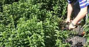 Images (2)