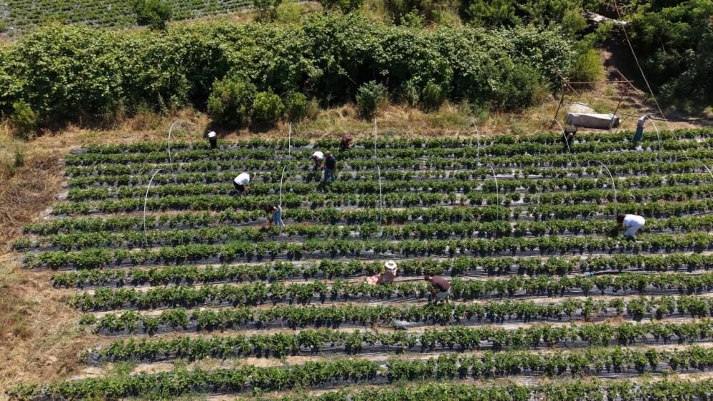 Muğla'da emeklilik hayali çilek bahçesinde gerçeğe dönüştü