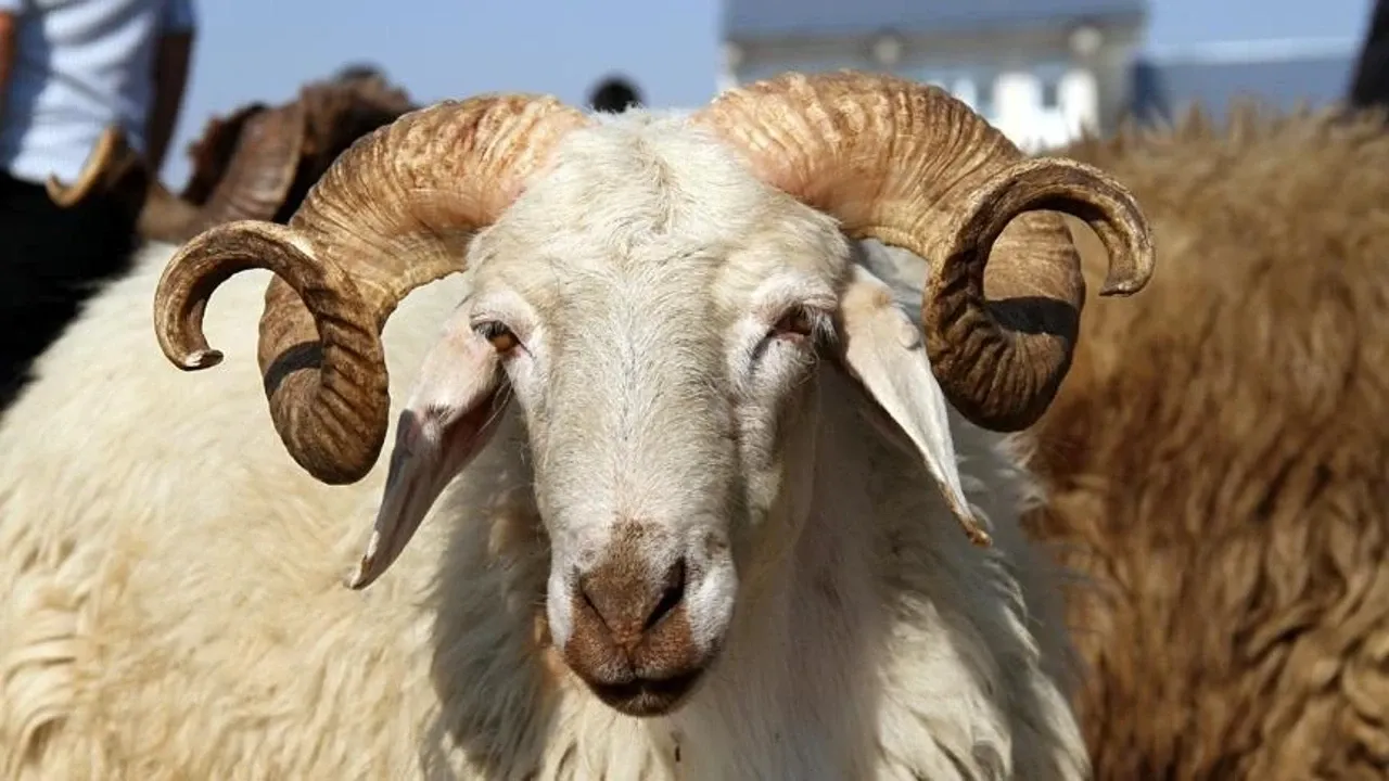 Koyun Kurbanlık