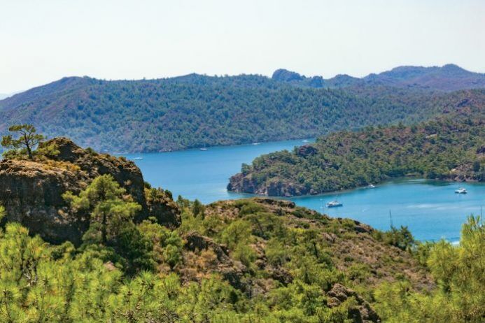 Ormanlık Alan-2