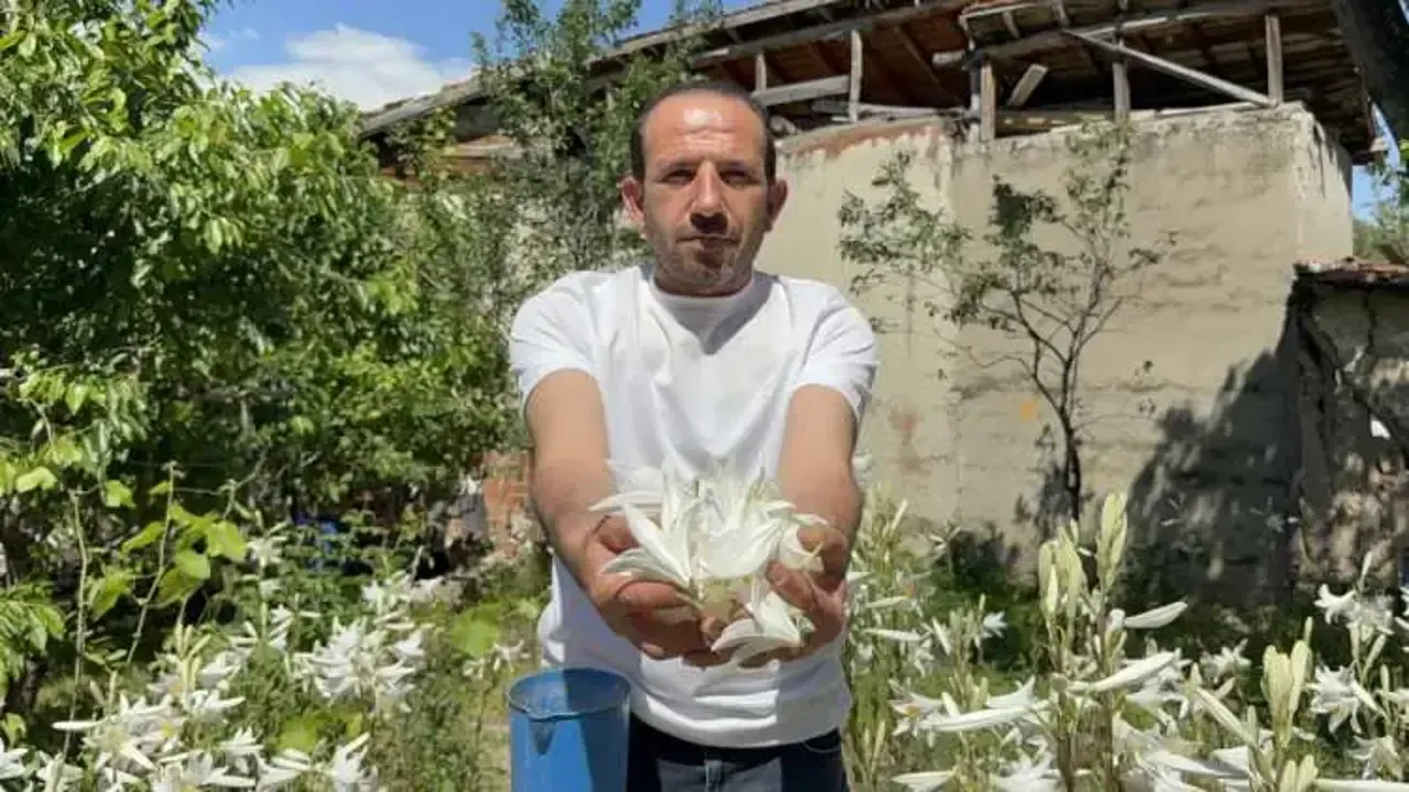 Akzambak 2
