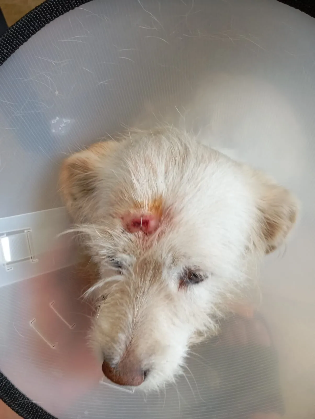 Menteşe’de Köpeğe Şiddet Davasında İlk Duruşma Yapıldı (2)