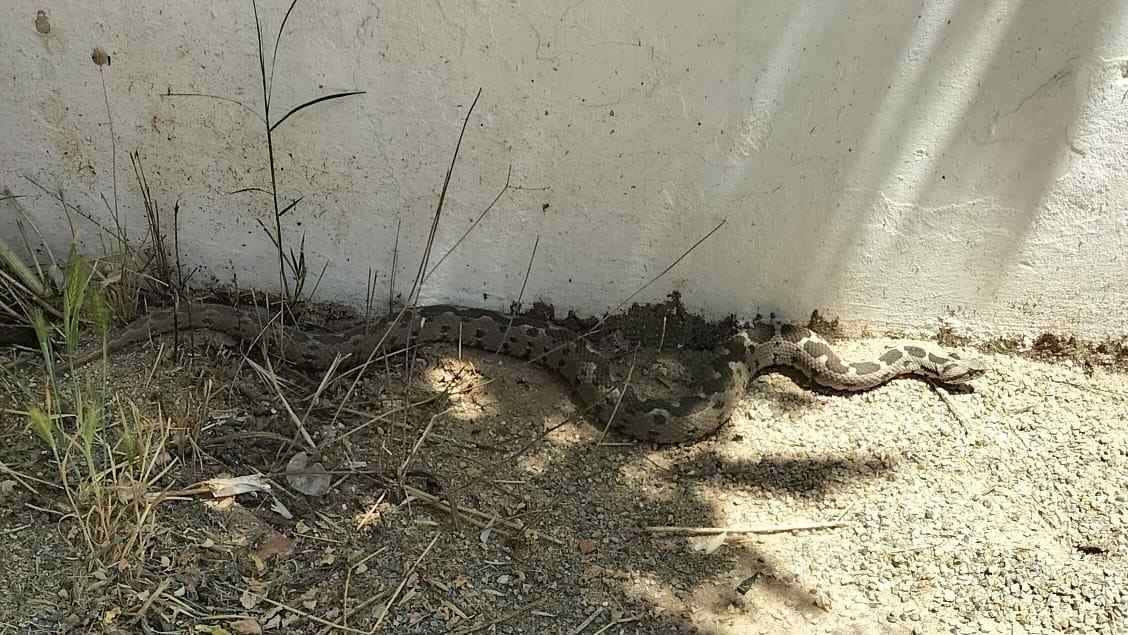 Menteşe’de Okul Bahçesinde Şeritli Engerek Paniği