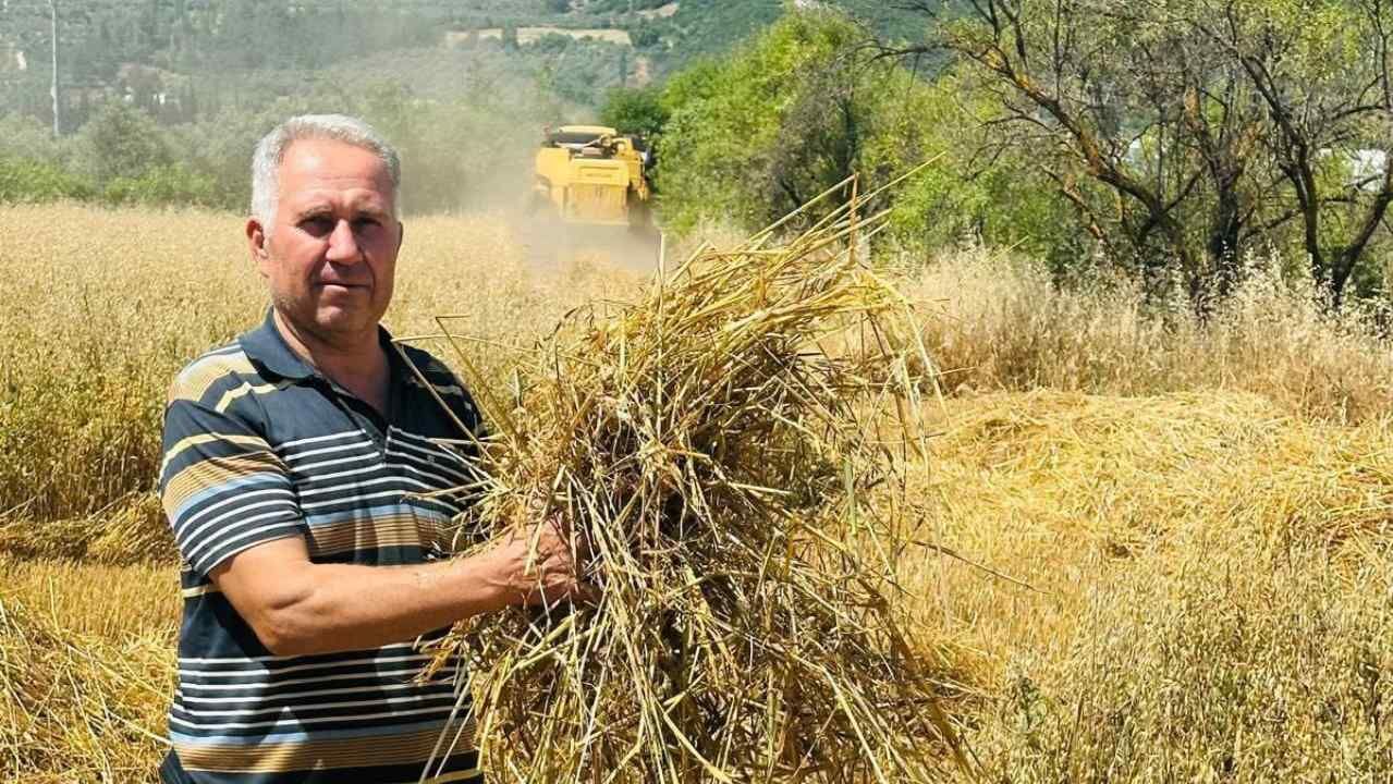 Menteşe’de Arpa Ve Yulaf Hasadında Biçerdöver Denetimi (2)
